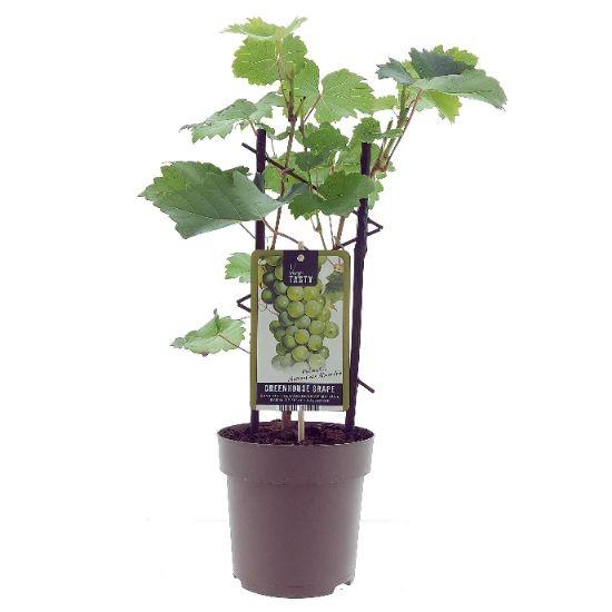 Vitis Muskaat de Alexandrie -Ø15cm - ↕40cm. Sierlijke Druif.