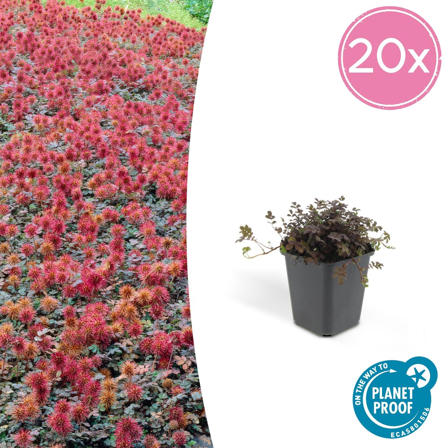 Acaena microphylla 'Kupferteppich' Buitenplant | Stekernoot