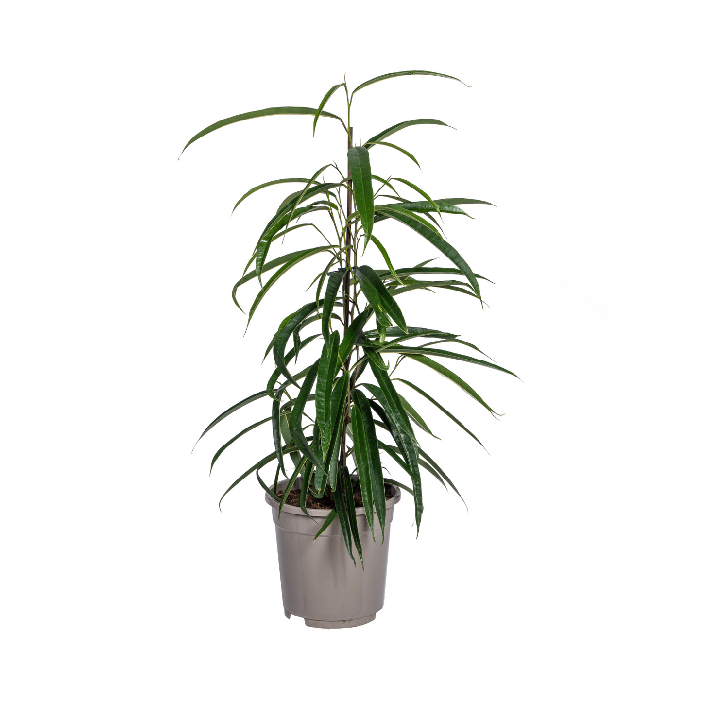 Ficus Binnendijkii Alii | Elegante Kamerplant