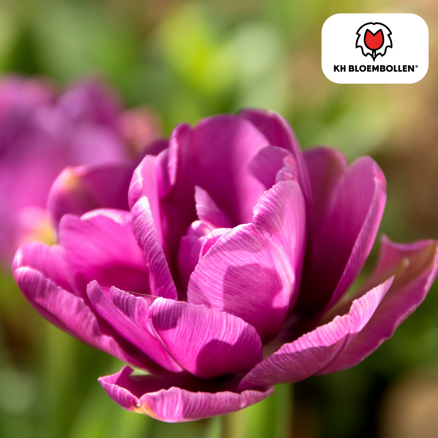 Tulpenbollen Double Flag – paarse dubbelbloemige tulpen, vol en elegant – 20 stuks, maat 11/12, geschikt voor tuin, pot en border – KH Bloembollen®