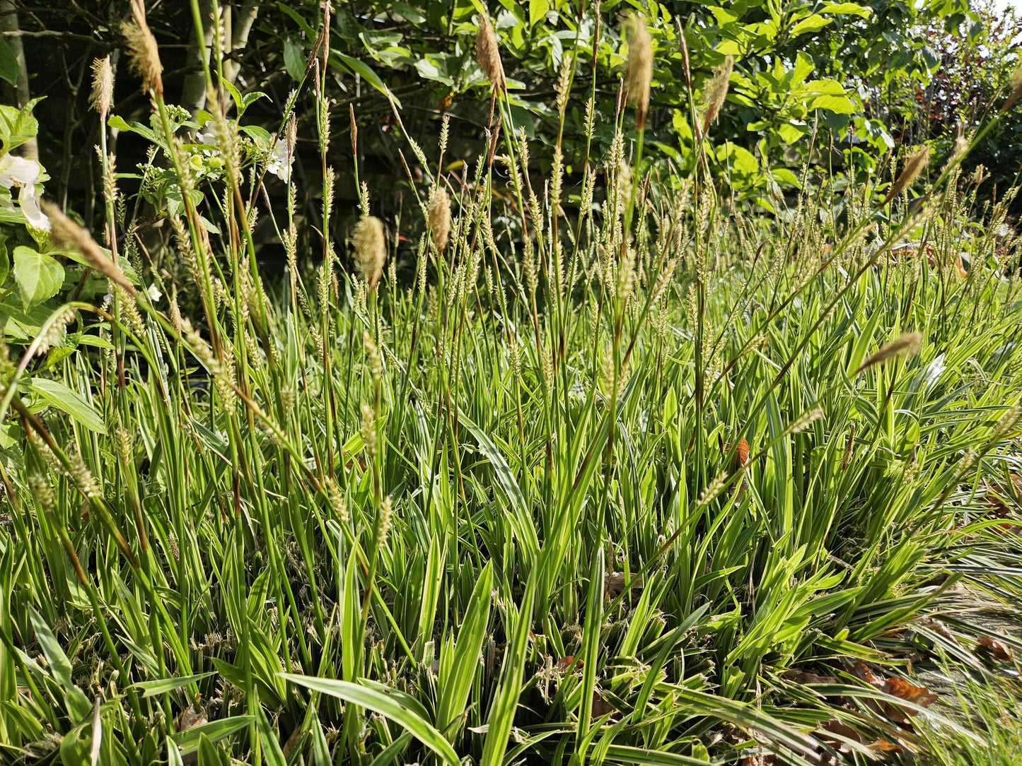 Carex morrowii 'Aureovariegata' Buitenplant | Gras