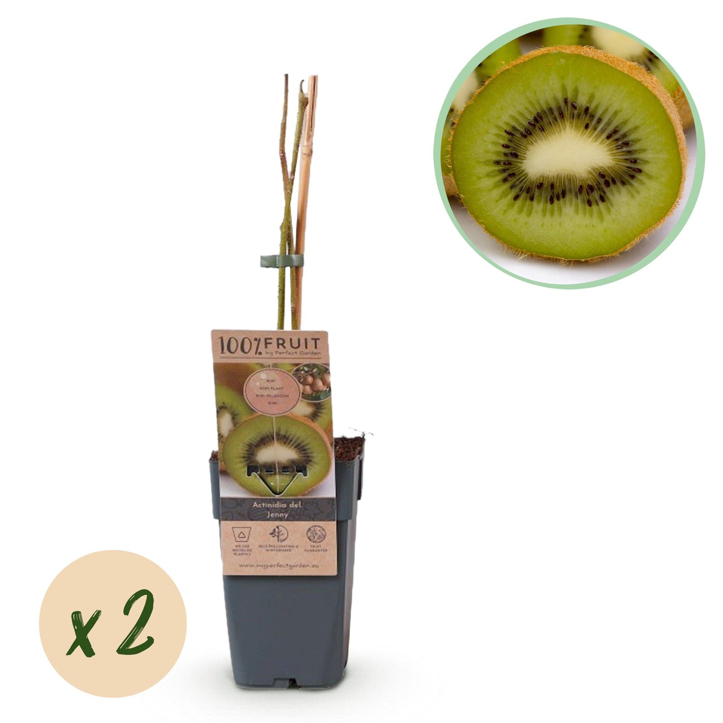 Vers van eigen tuin: geniet van heerlijke, sappige kiwi’s met de Actinidia deliciosa ‘Jenny’. Makkelijk te verzorgen en een echte blikvanger! #fruitplant #kiwi #planttoday