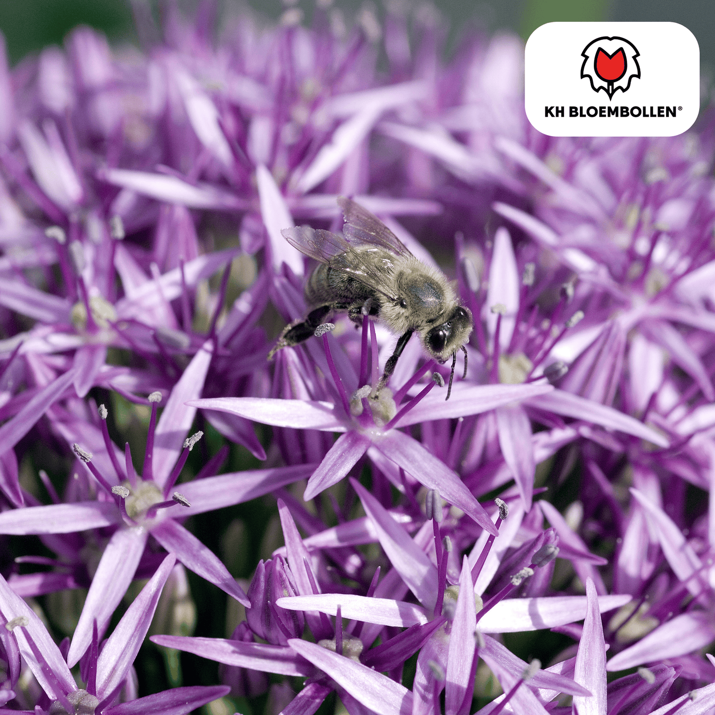 Allium Globemaster bollen kopen, Allium bijen en vlinders, bolvormige bloemen tuin. Prachtige bol bloem