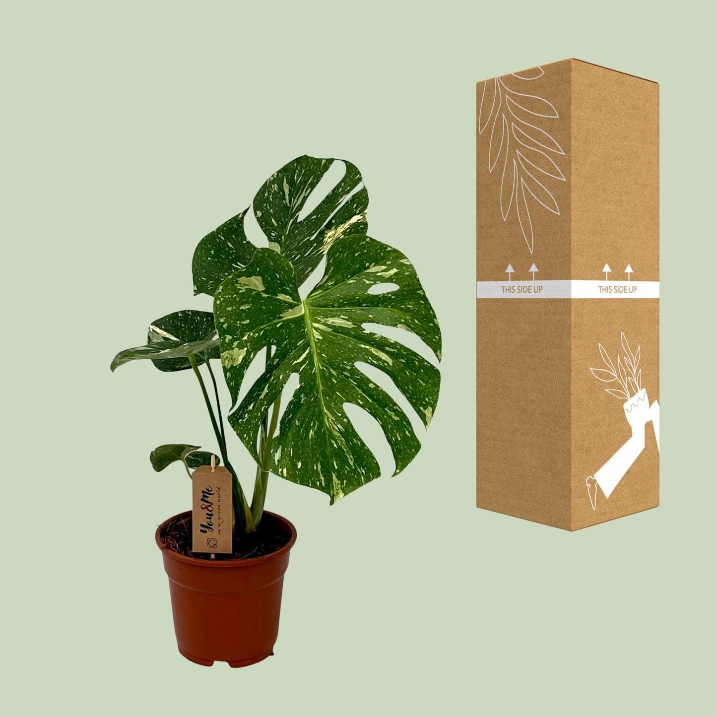 "Monstera Deliciosa – Gatenplant in Ø17 cm pot – ca. 50 cm hoog – tropische kamerplant met grote geperforeerde bladeren"