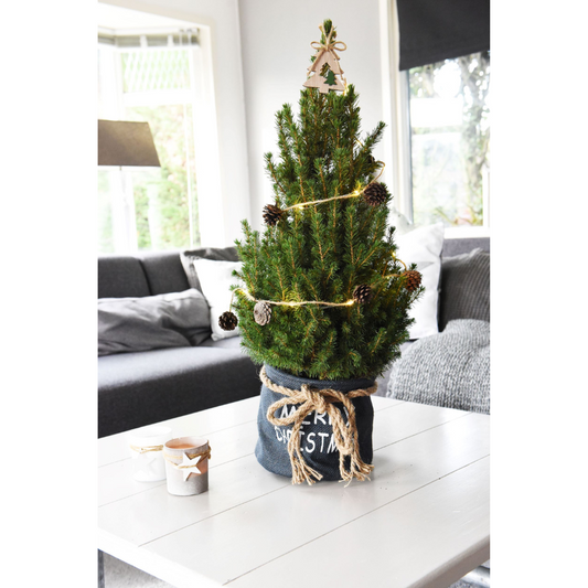 Kleine kerstboom Picea Glauca Conica van 70 cm in blauwe Xmas Bag geschikt als mini kerstboom voor binnen, balkon of terras