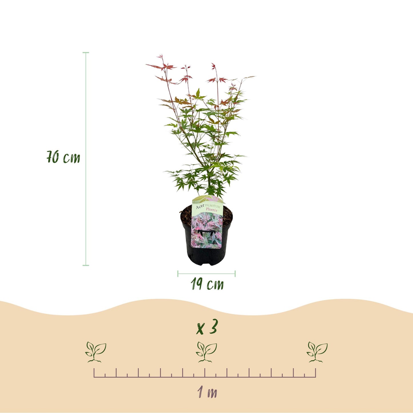 Japanse Esdoorn - Acer palmatum Phoenix - Roze - 2 Planten - Bladverliezend - Pot 19cm Hoogte 70cm