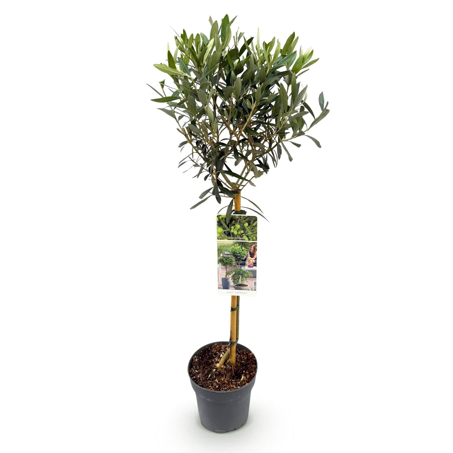Olea Europaea - Plant op stam - Olijfboom - Terras Plant - Bladhoudend