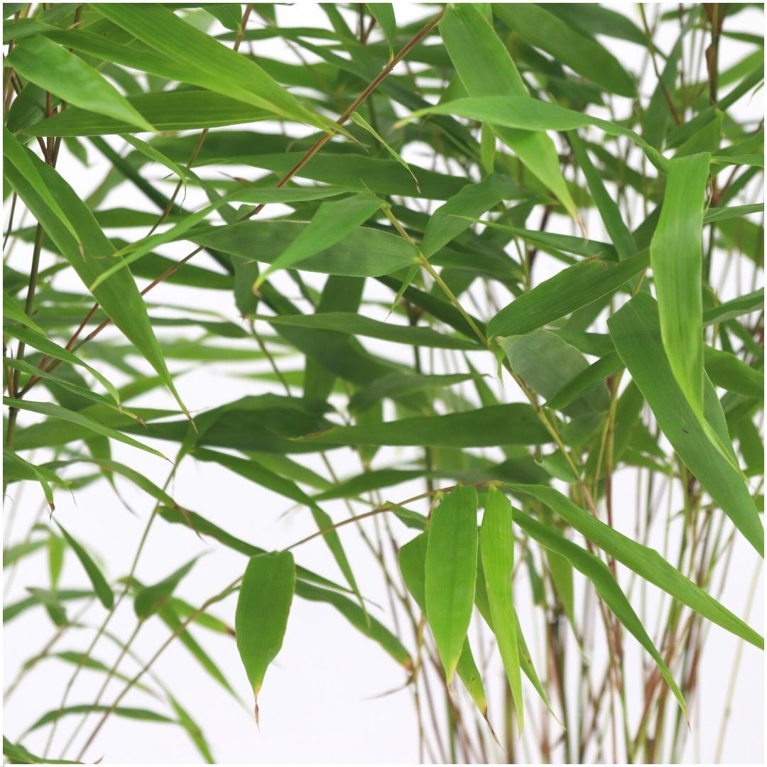 Fargesia rufa Buitenplant | Bamboe