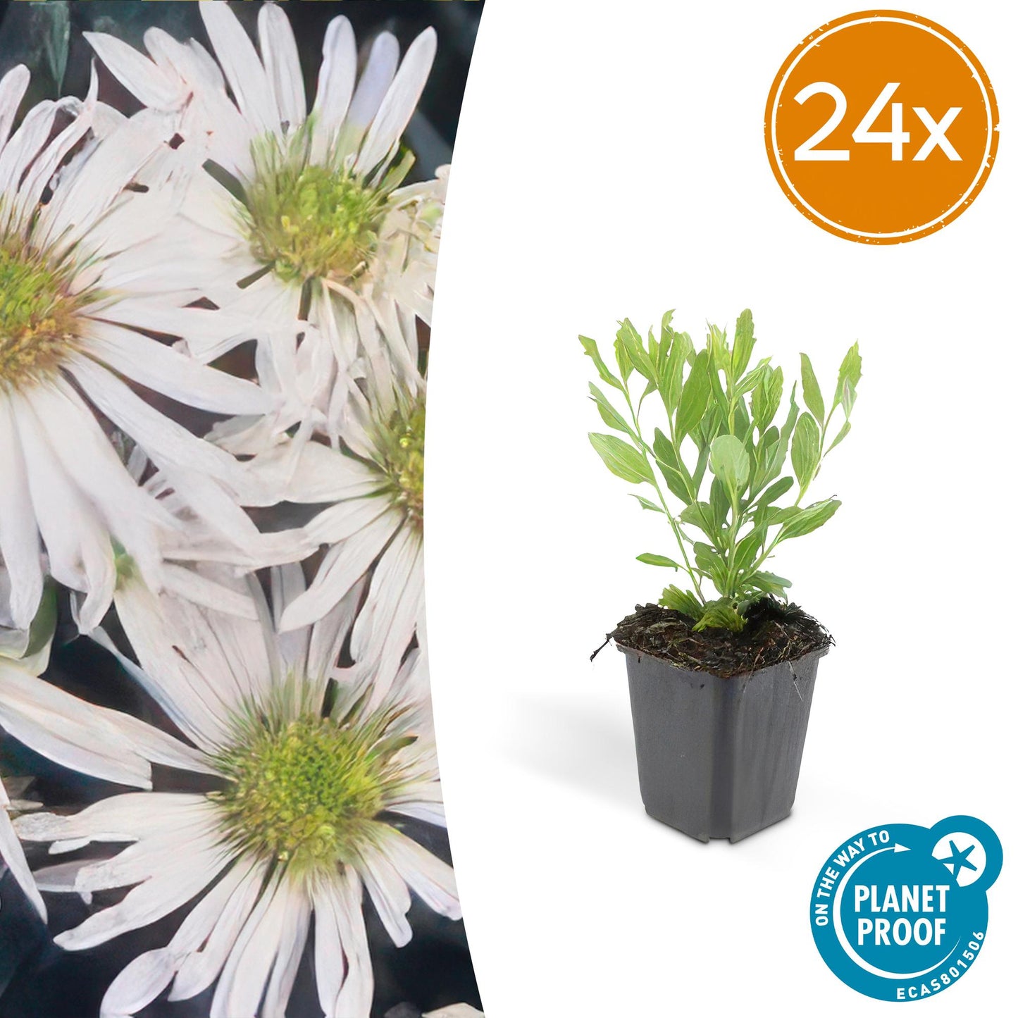 Aster ageratoides Ashvi – witte herfstaster in bloei – potmaat 9 cm