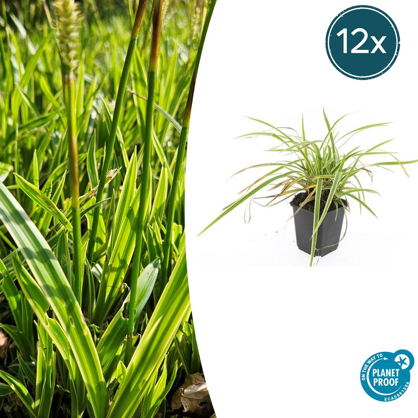 Carex morrowii 'Aureovariegata' | Buitenplant