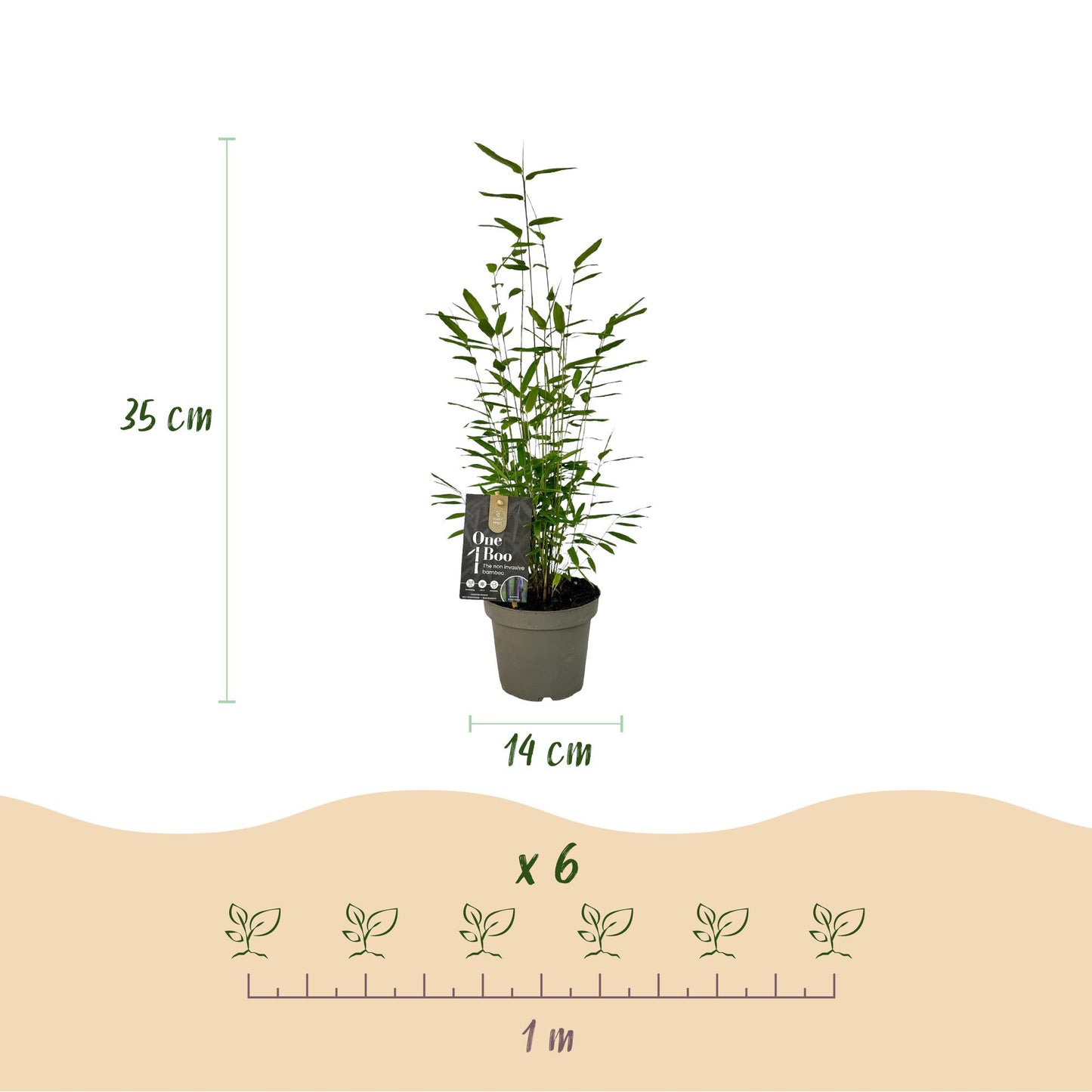Bamboe Fargesia Black Dragon – 2 Planten