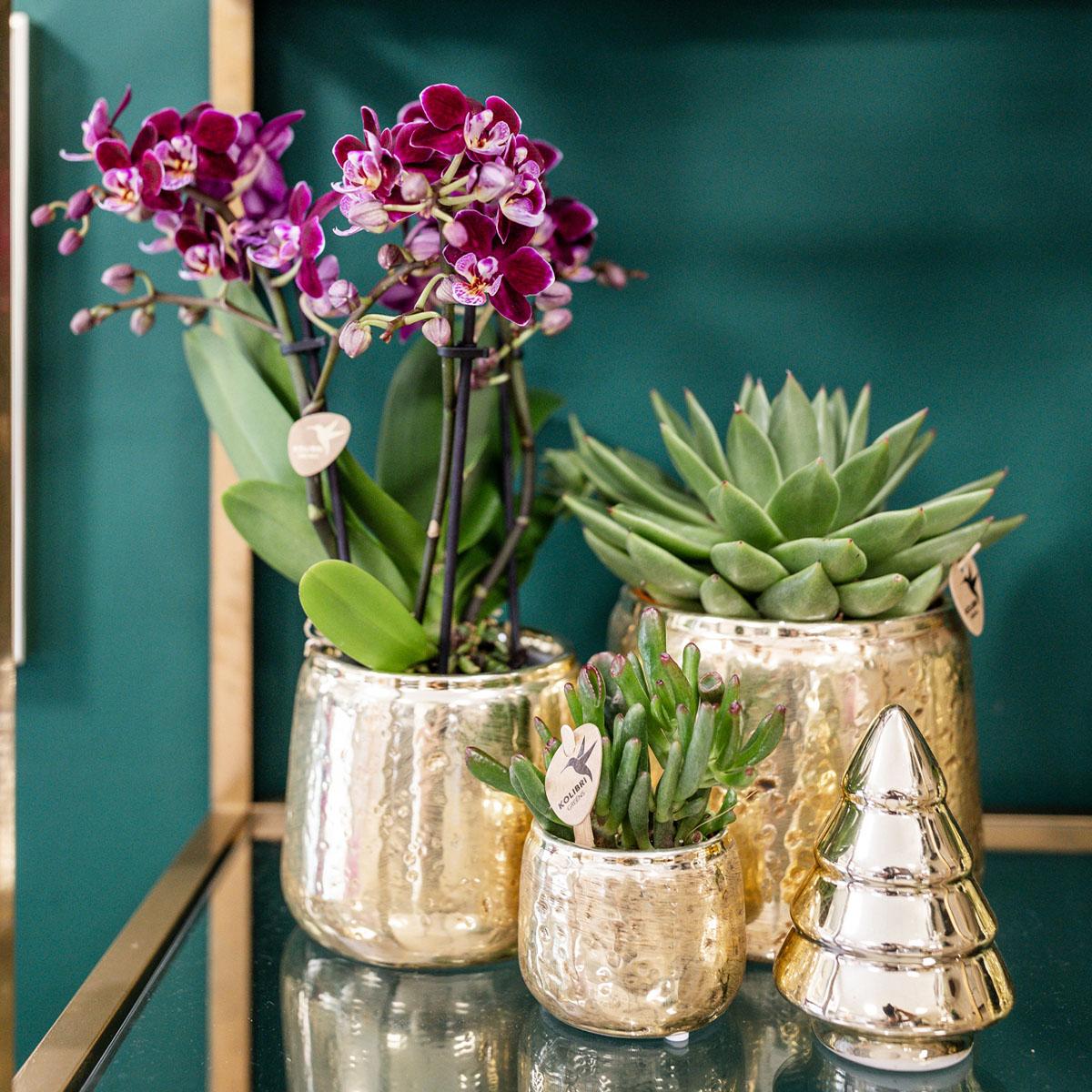 Roze paarse Phalaenopsis orchidee - El Salvador + Luxury gouden sierpot