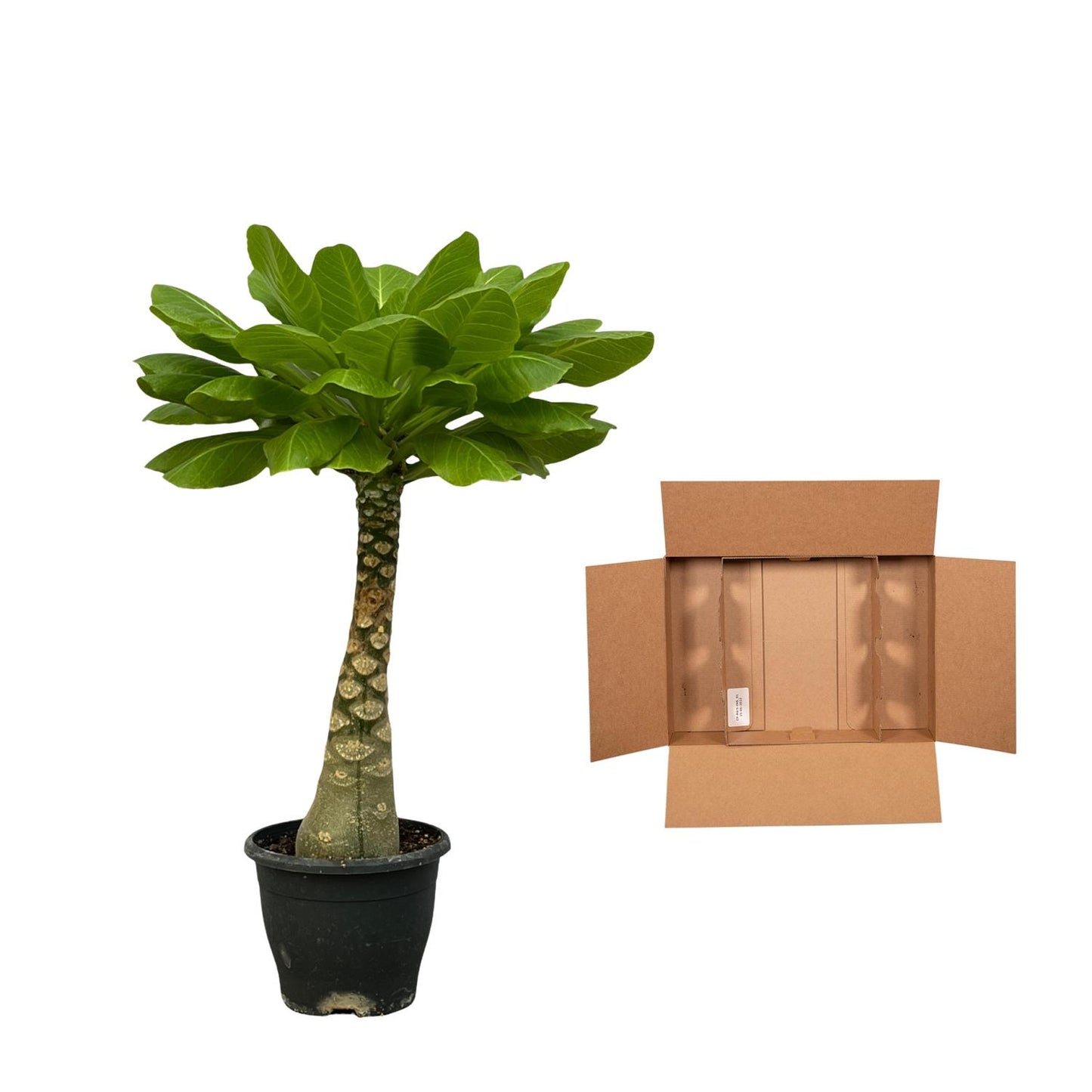 Birghamia Insignis -Hawaiiaanse palm