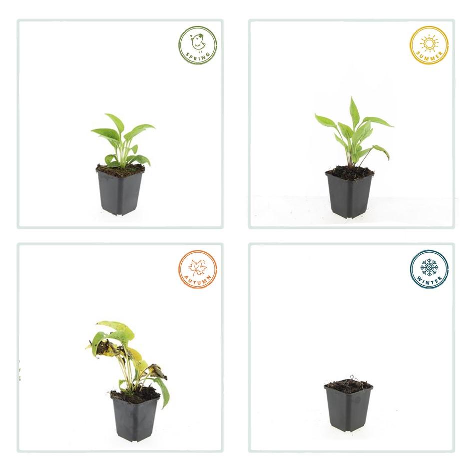 Echinacea purpurea 'White Swan' witte zonnehoed bloeiend in de tuin – Ø9 cm, 10–25 cm hoog