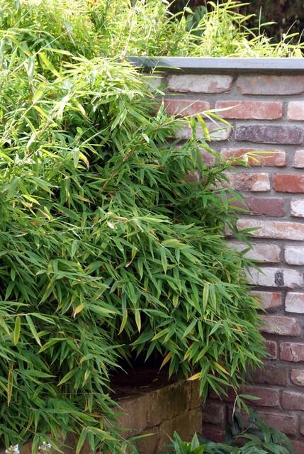 Fargesia rufa Buitenplant | Bamboe
