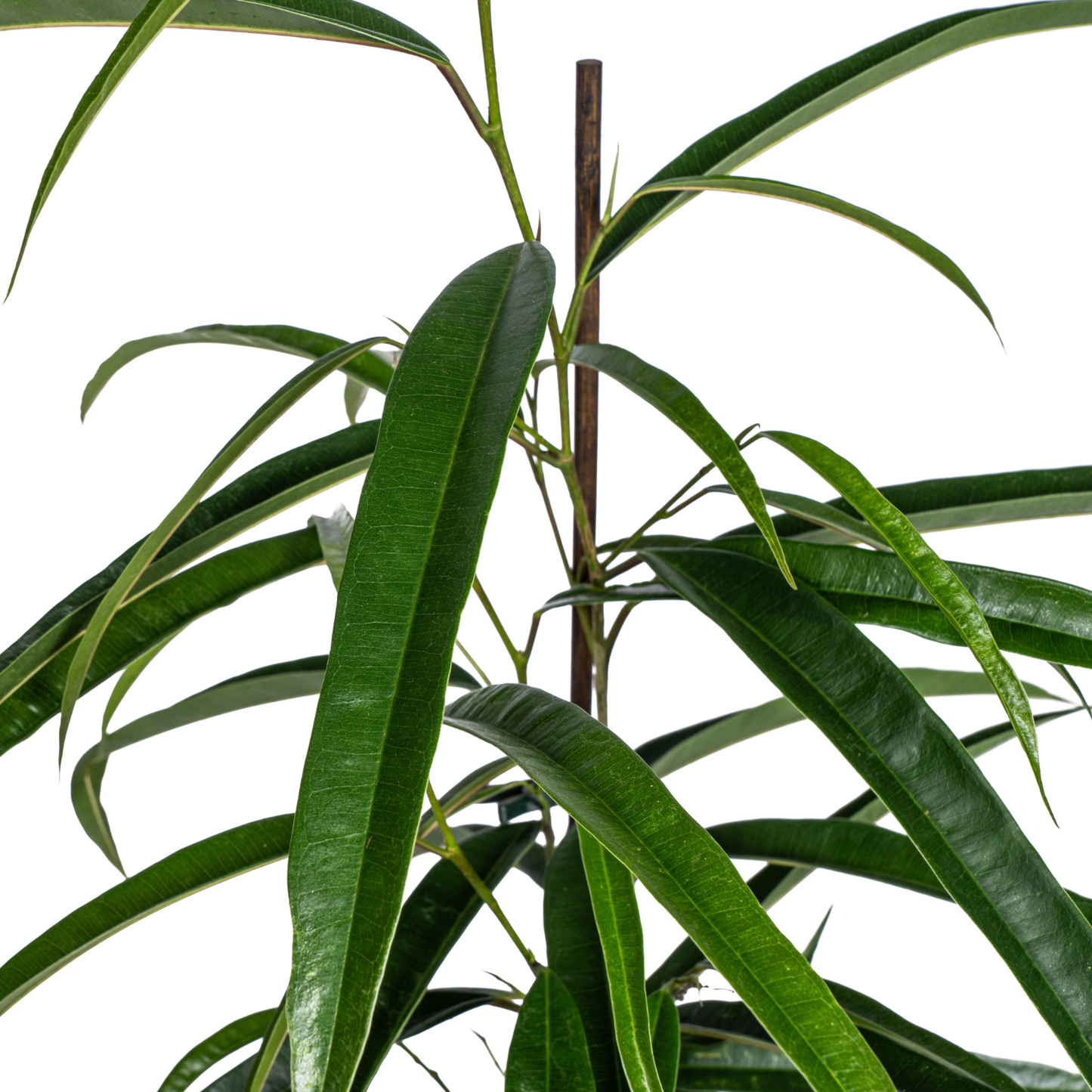 Ficus Binnendijkii Alii | Elegante Kamerplant