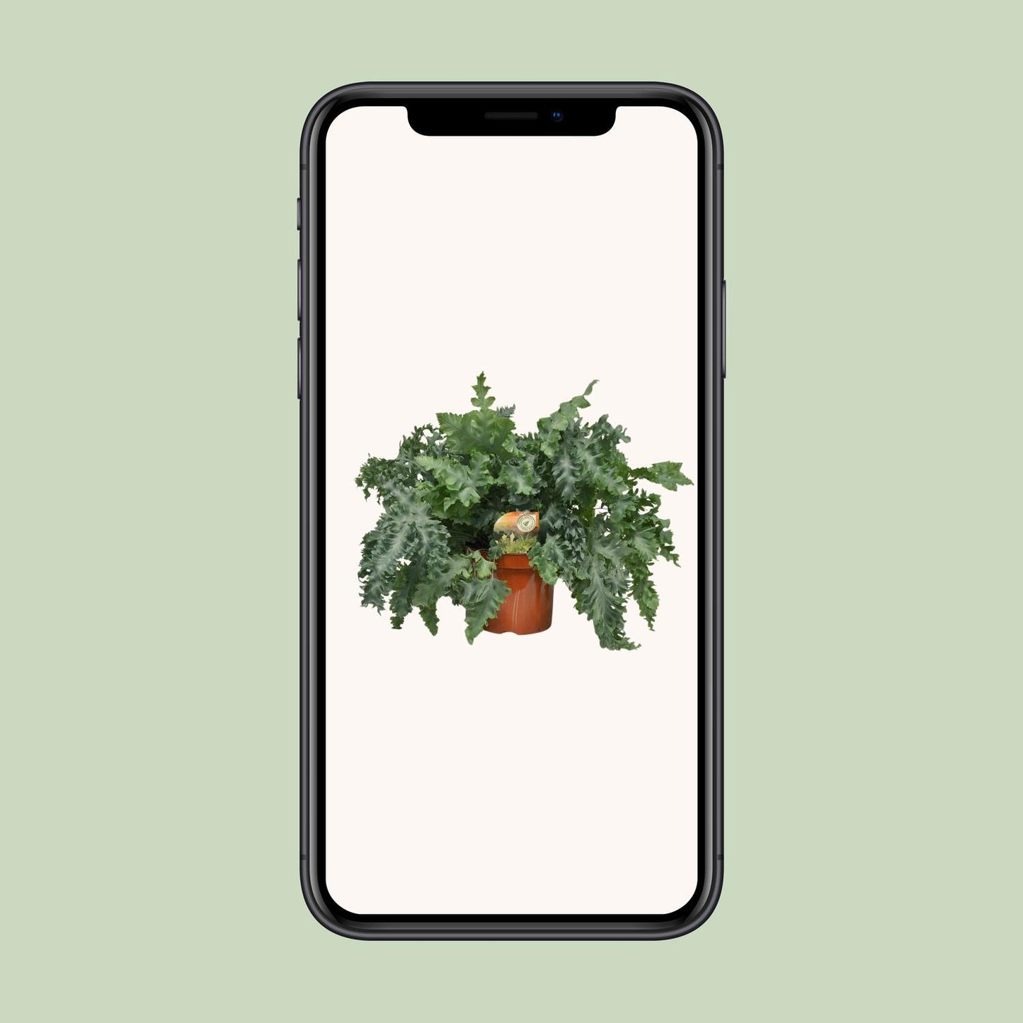 Phlebodium Davana – Gouden eikvaren met Ø26 cm pot en gouden bladeren, hoogte 60 cm