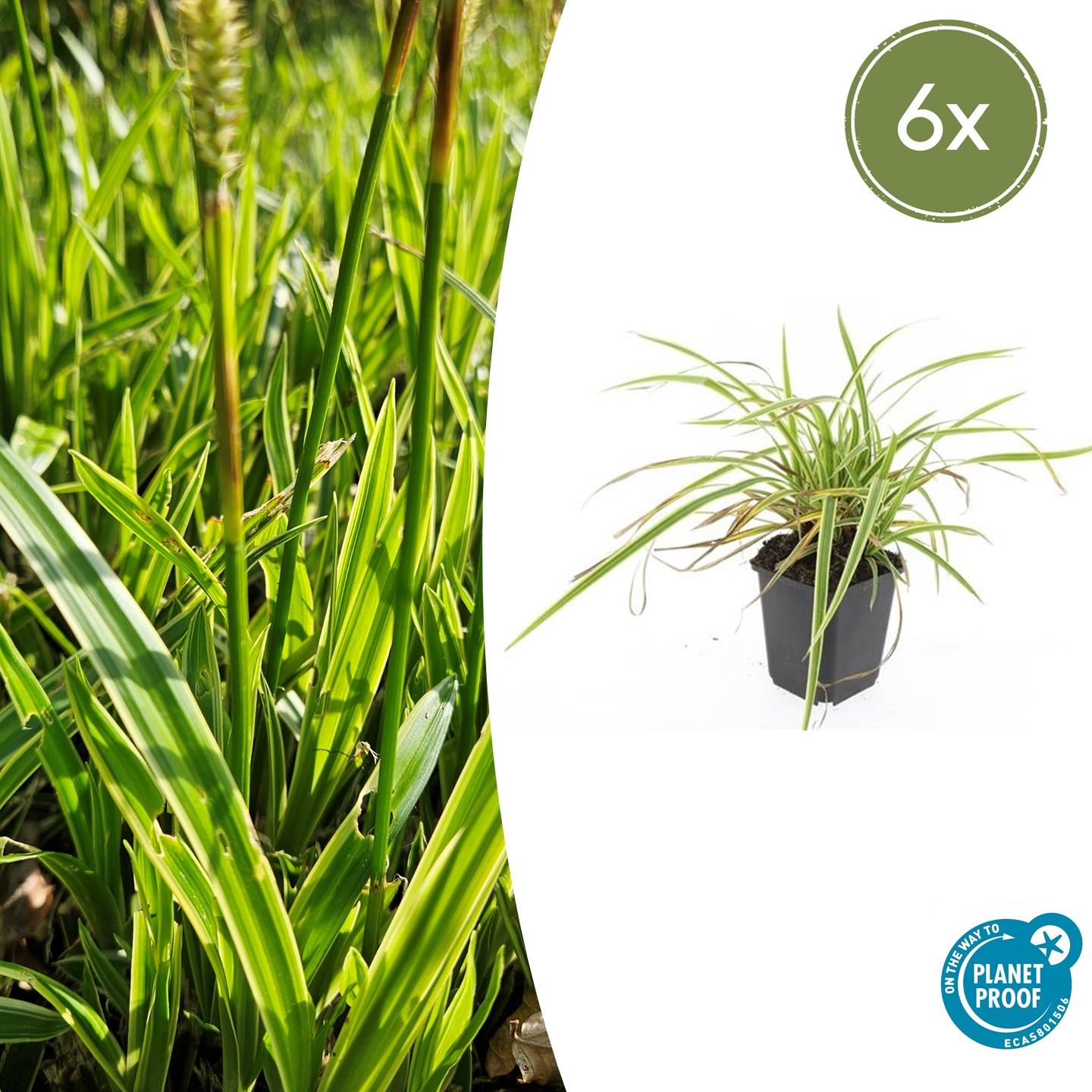 Carex morrowii 'Aureovariegata' Buitenplant | Gras
