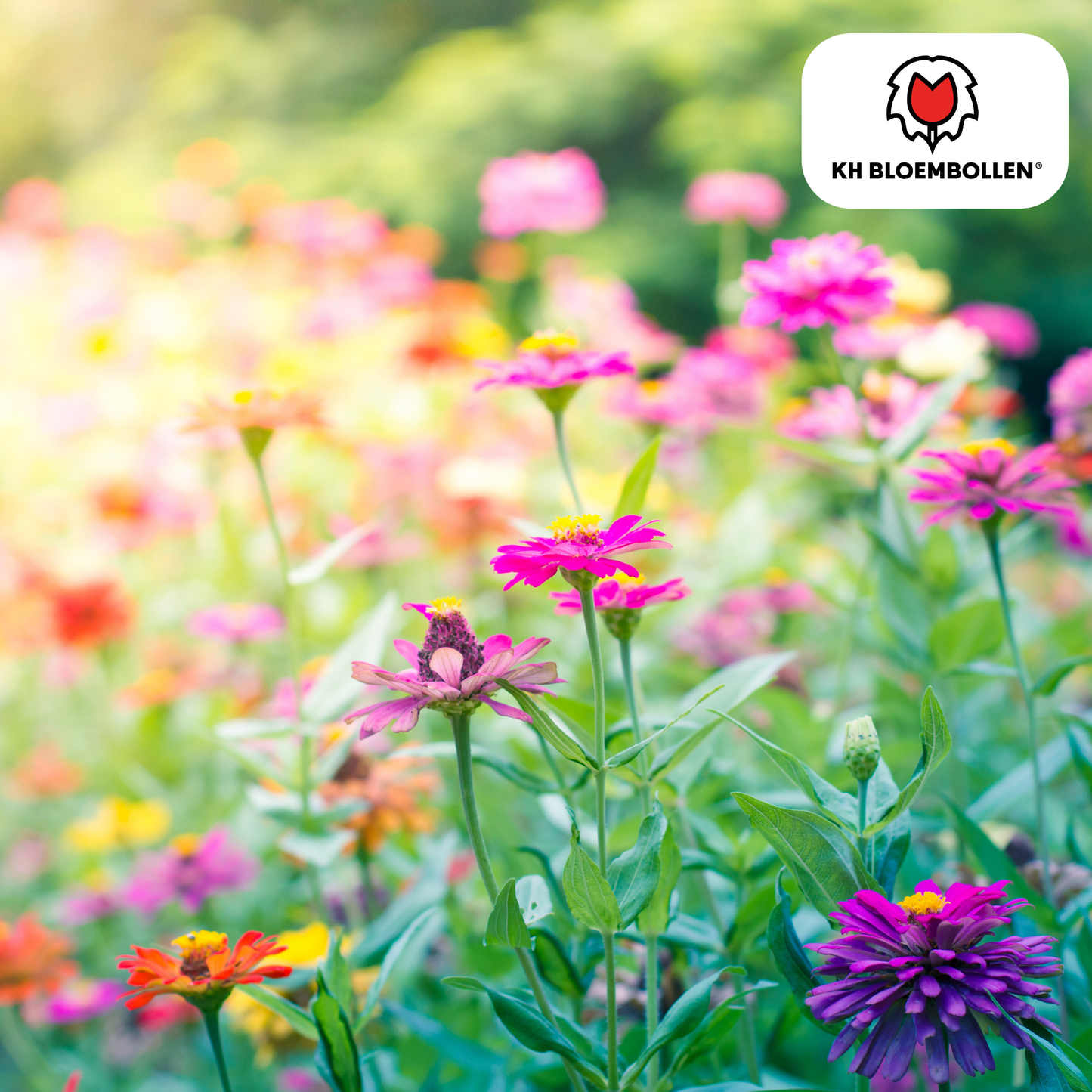 Wilde Bloemenzaad Mengsel 100g – kleurrijke bloemen voor bijen en vlinders, goed voor 30–50 m² tuin – Planttoday -fleurop