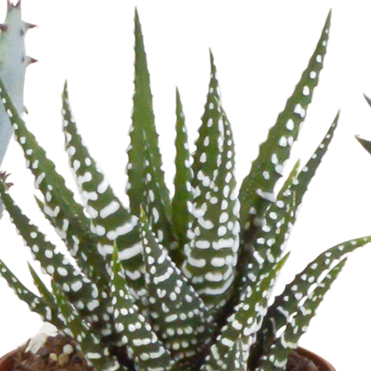 Set van 5 Gasteria/Haworthia mix (Ø5,5 cm, zonder pot) – compacte en sterke kamerplanten in diverse vormen en kleuren