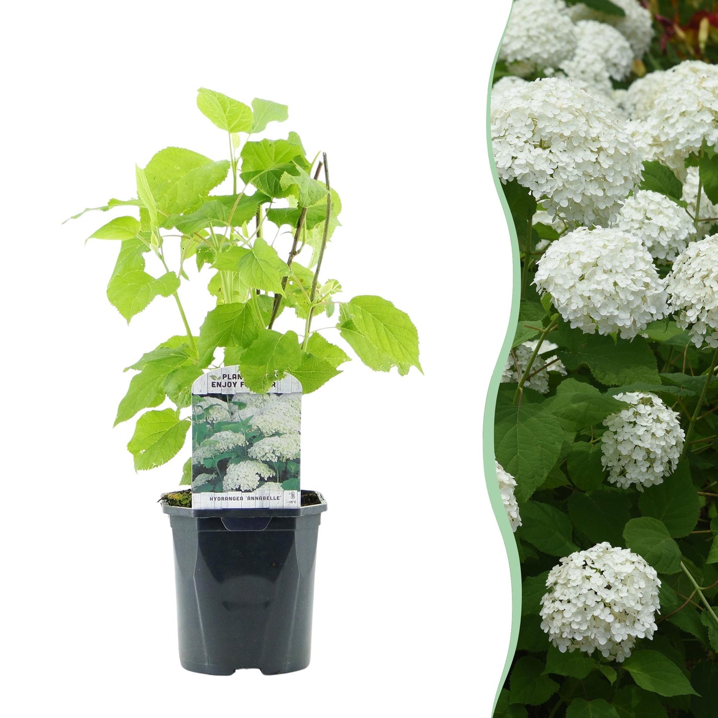 Pluim Hortensia - Hydrangea arborescens Annabelle - Bloem Wit - Grote Bloemen - Pot 17cm Hoogte 50cm