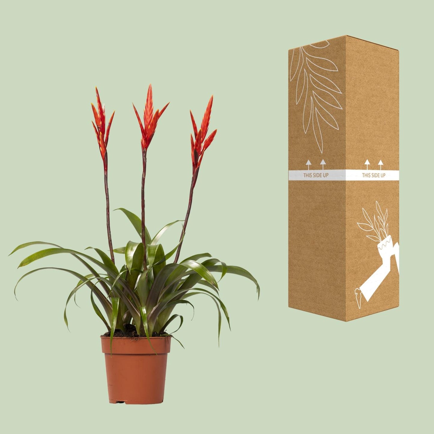 Vriesea Elan Toef kamerplant in pot Ø12cm, ±55cm hoog, met kleurrijke tropische bladeren, geschikt voor halfschaduw, luchtzuiverend en makkelijk te verzorgen.