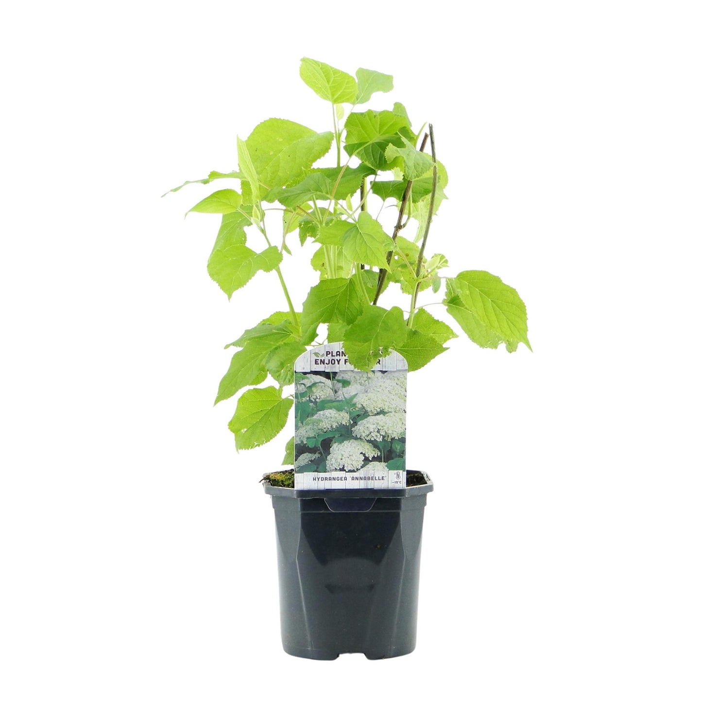 Pluim Hortensia - Hydrangea arborescens Annabelle - Bloem Wit - Grote Bloemen - Pot 17cm Hoogte 50cm