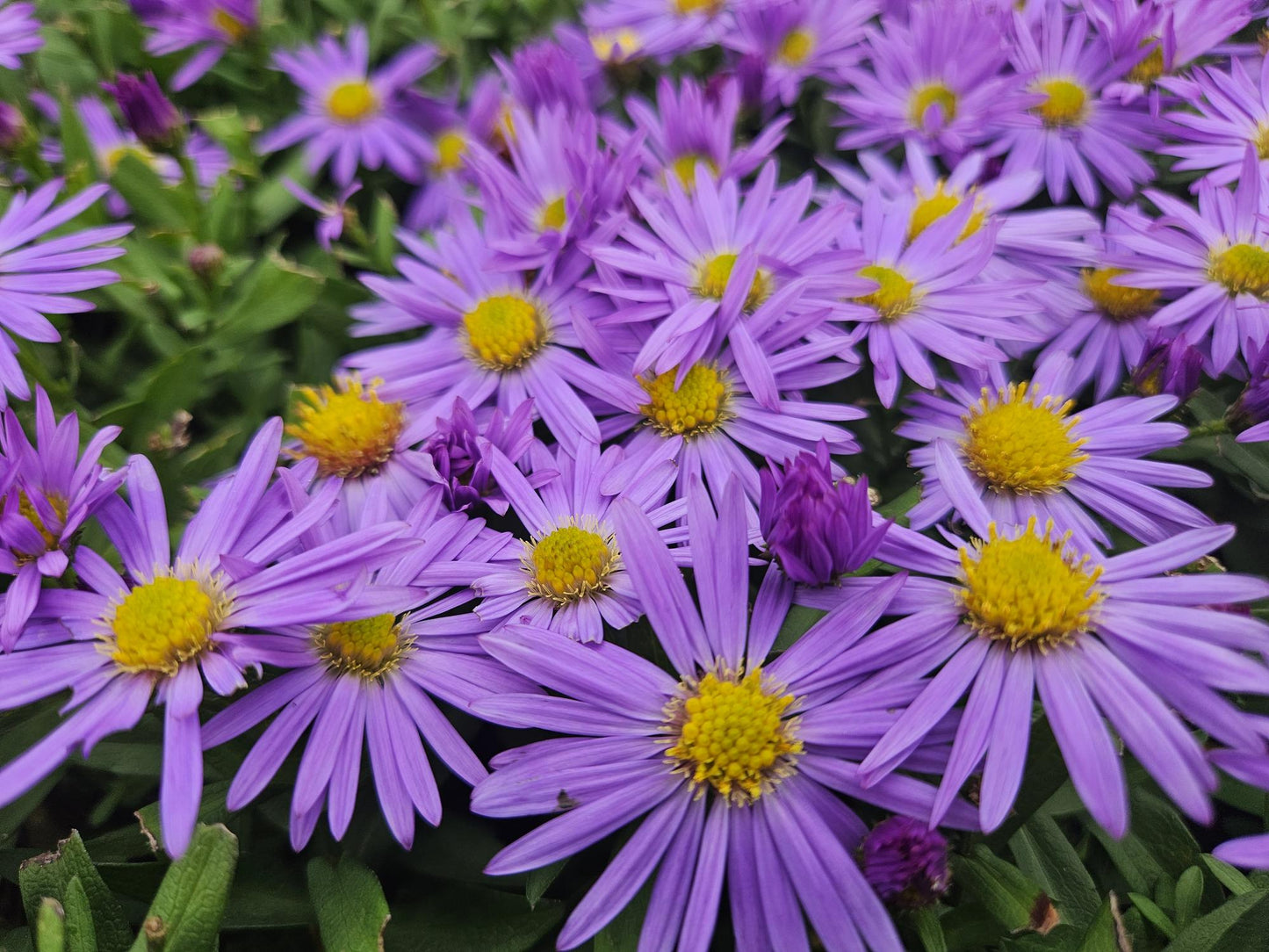 “Aster D Prof. Anton Kippenberg herfstaster met paarse bloemen in kweekpot Ø9cm, hoogte 10-25cm, tuinplant voor borders, potten, snijbloemen en vlinders”
