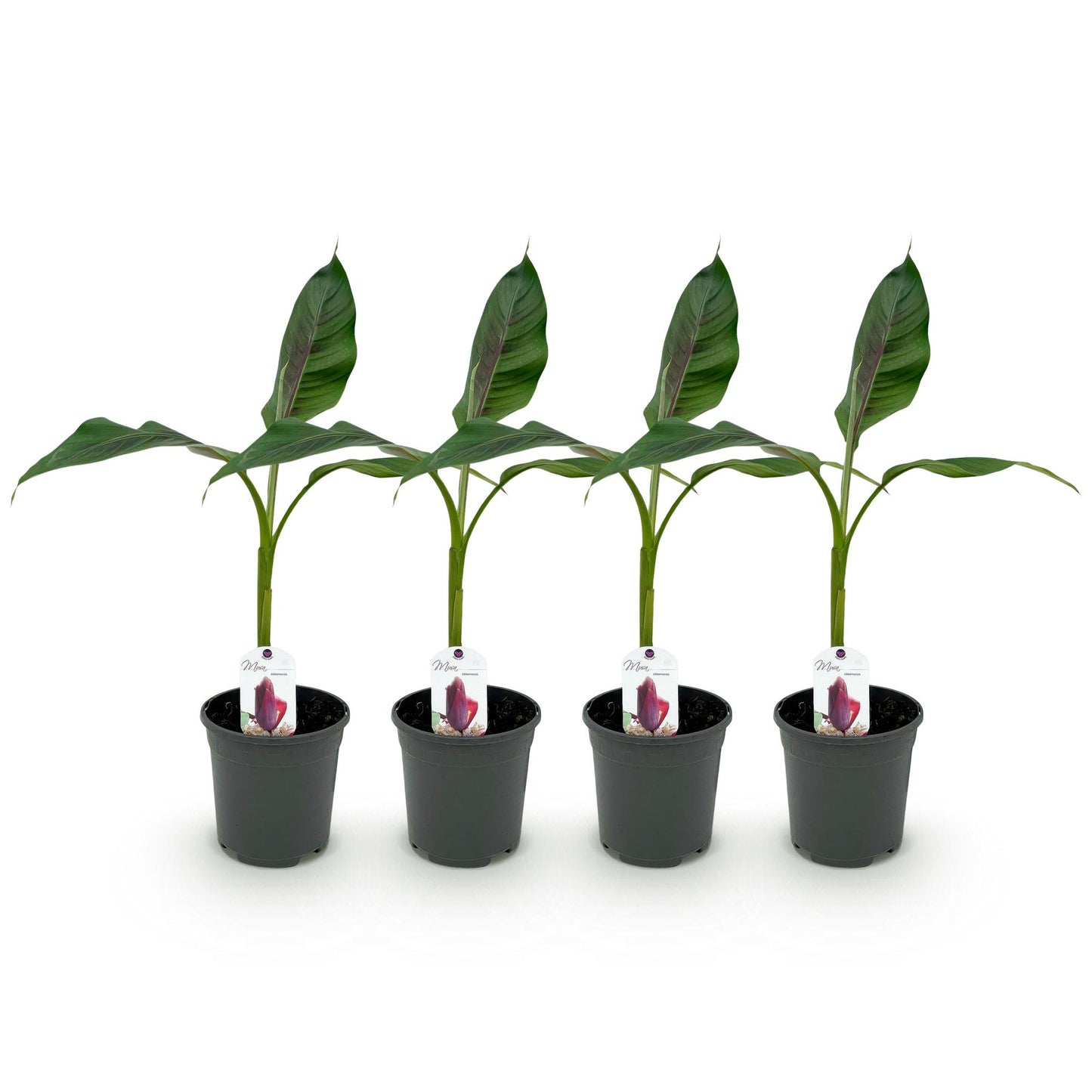 Banane rustique avec feuilles rayées vertes et rouges