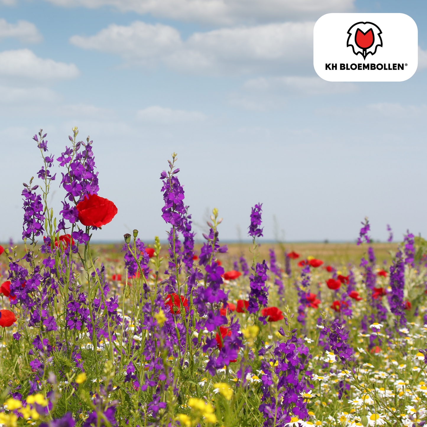 Wilde Bloemenzaad Mengsel 100g – kleurrijke bloemen voor bijen en vlinders, goed voor 30–50 m² tuin – Plant To Day