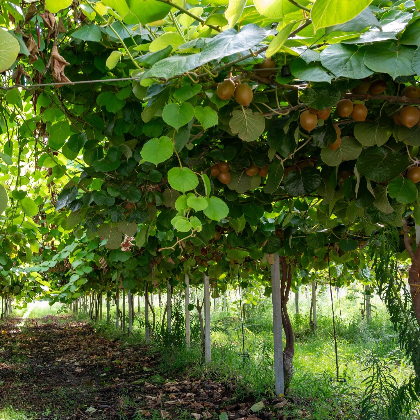 Actinidia deliciosa ‘Jenny’ – groene kiwi fruitplant, set van 2 planten in pot Ø15cm, hoogte ongeveer 50cm, ideaal voor tuin en terras." Kiwi Plukken
