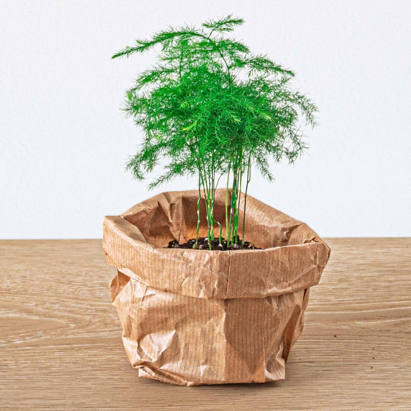 DIY Planten Terrarium Pakket – 5 Planten – Navulling & Startset – Maat L/XL – Met Mossen, Grond & Handleiding