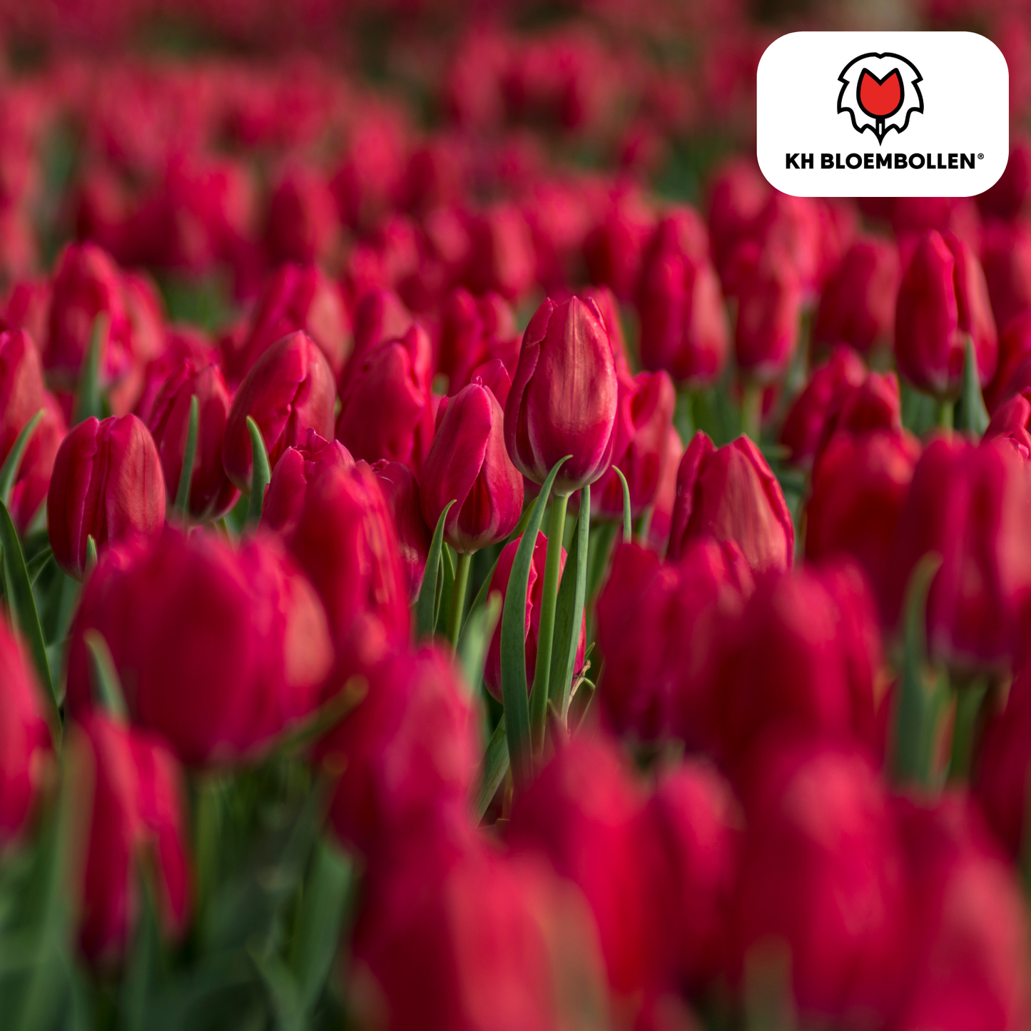 Tulpenveld met klassieke dieprode Ile de France tulpen in de lentezon