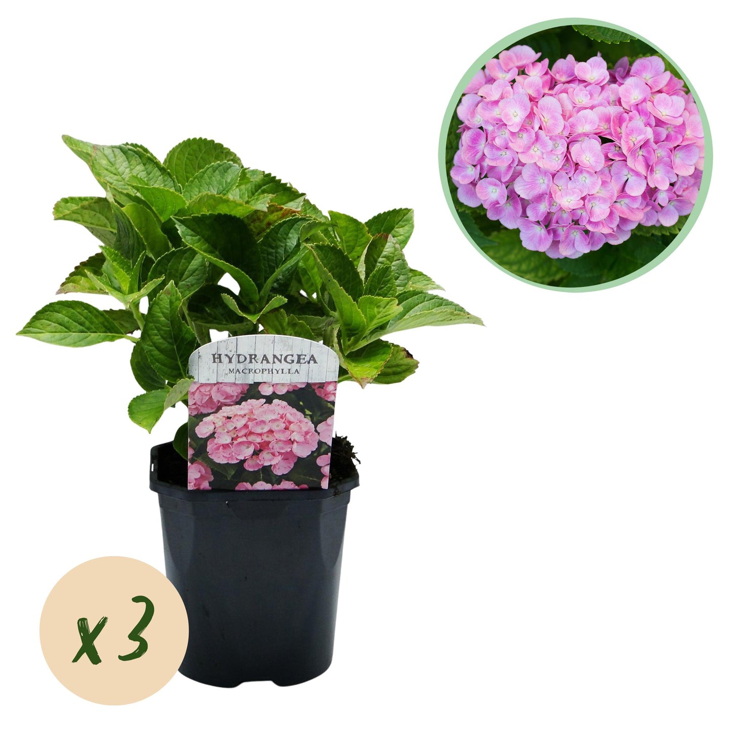 Hydrangea macrophylla Roze – hortensia met grote bolvormige roze bloemen – ideaal voor tuin, border of pot