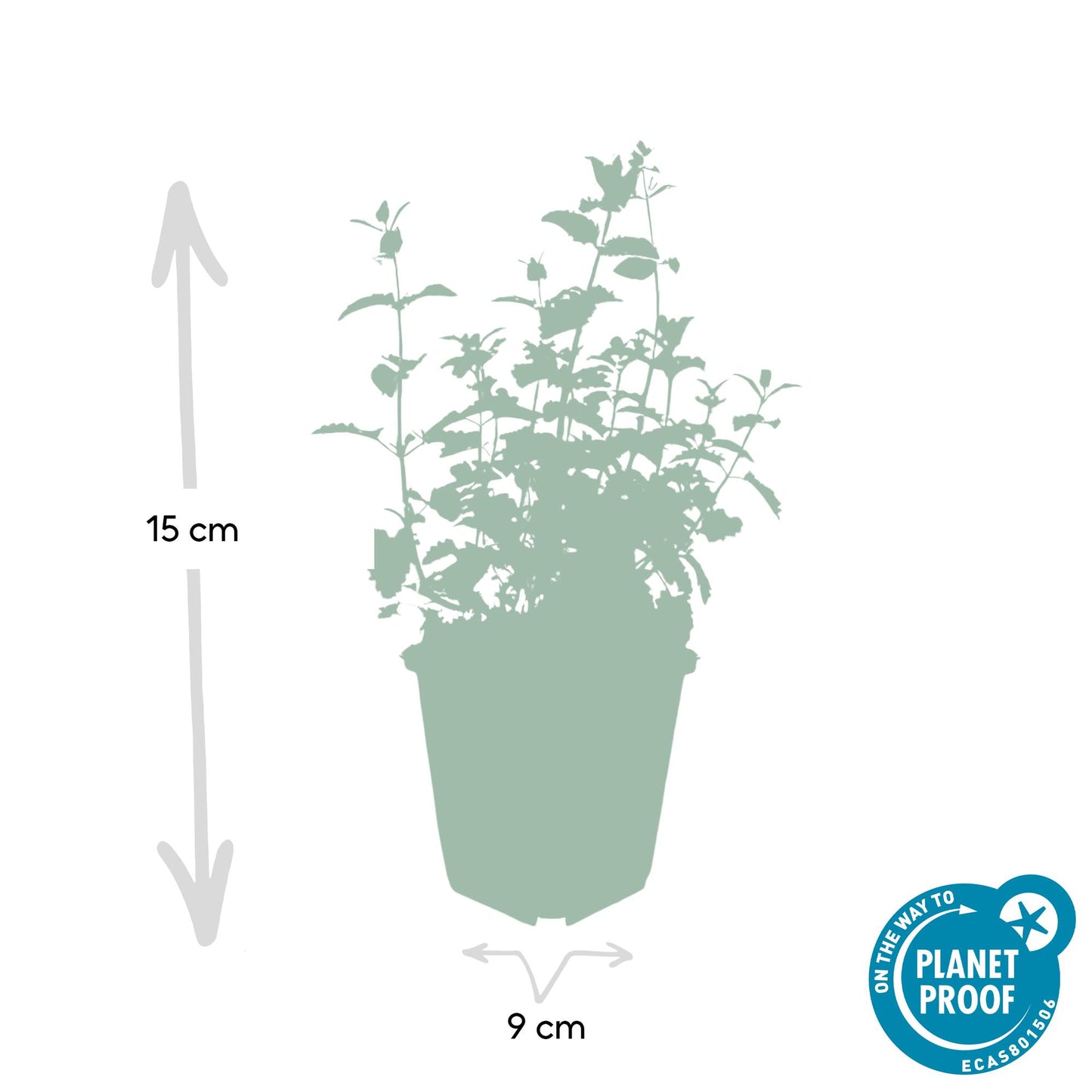 Nepeta 'Six Hills Giant' Buitenplant | Kattenkruid