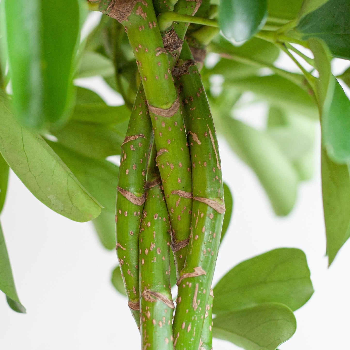Schefflera Arboricola Nora Vingerplant in grijze Viber pot – 70 cm hoog