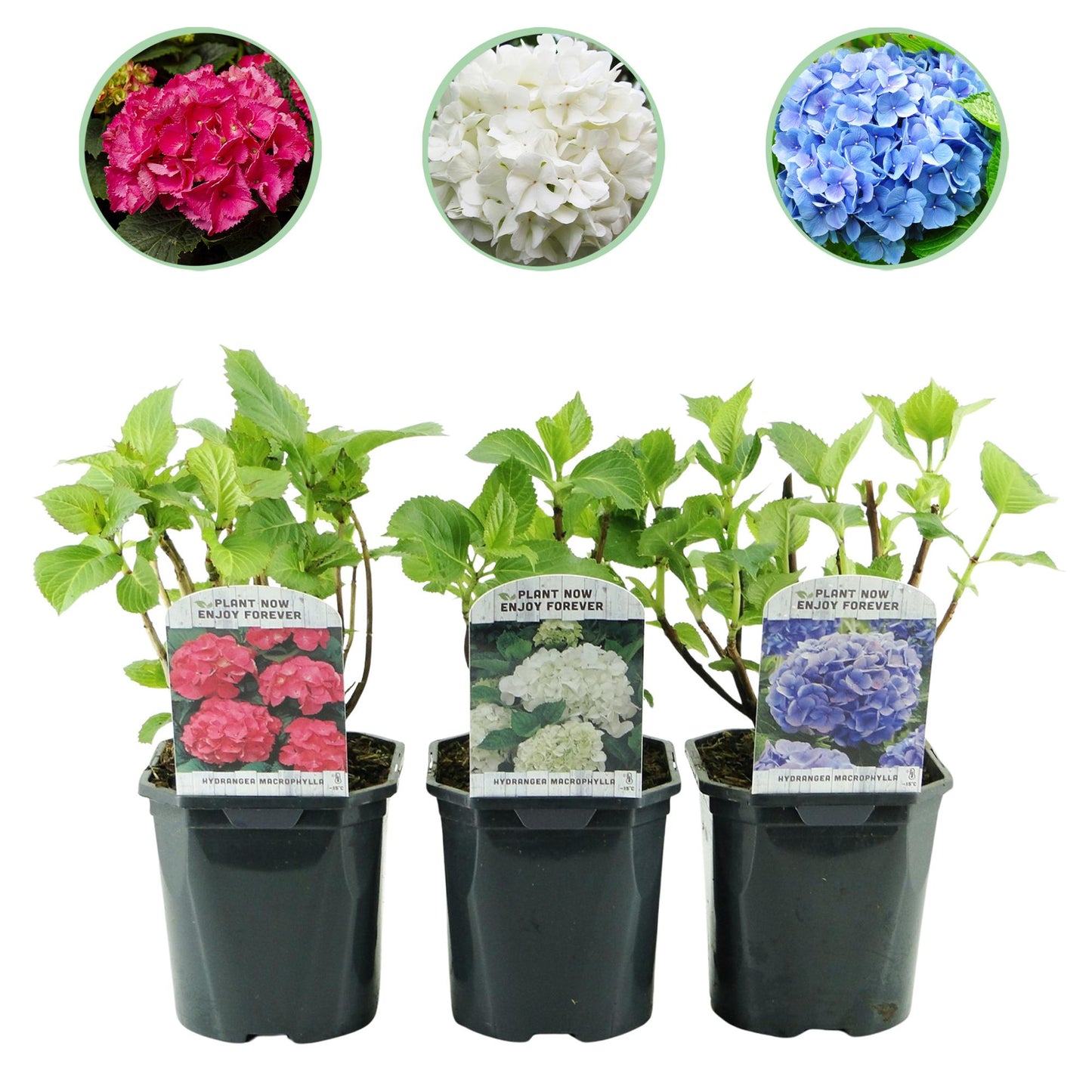 Hydrangea macrophylla Tricolour – Hortensia met roze, witte en blauwe bloemen, geschikt voor tuin, border of terras, bloeit van juni tot september.