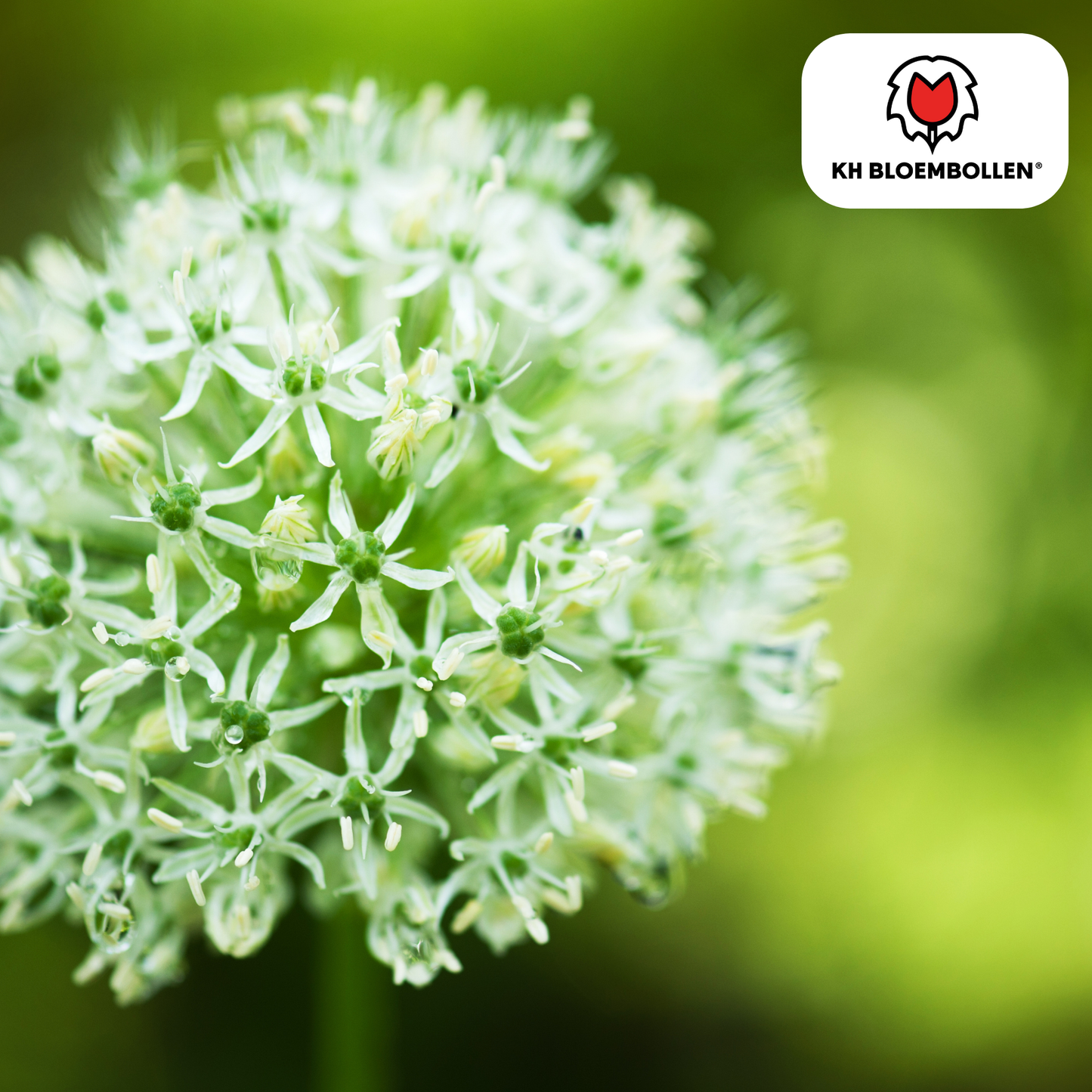 Allium White Giant met grote witte bolvormige bloemen in de tuin - 5 stuks