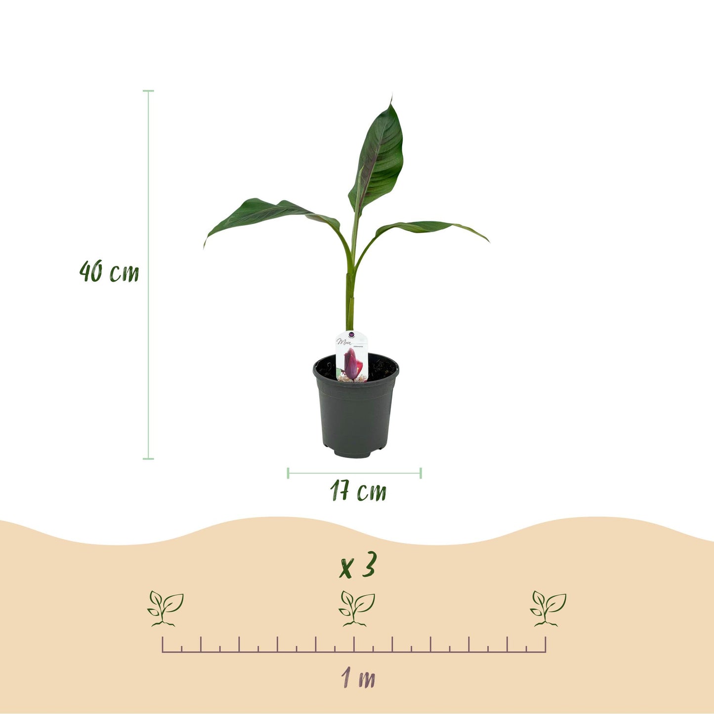 Bananenplant Musa sikkimensis Red Tiger – 4 planten in pot Ø17 cm, hoogte ca. 40 cm
