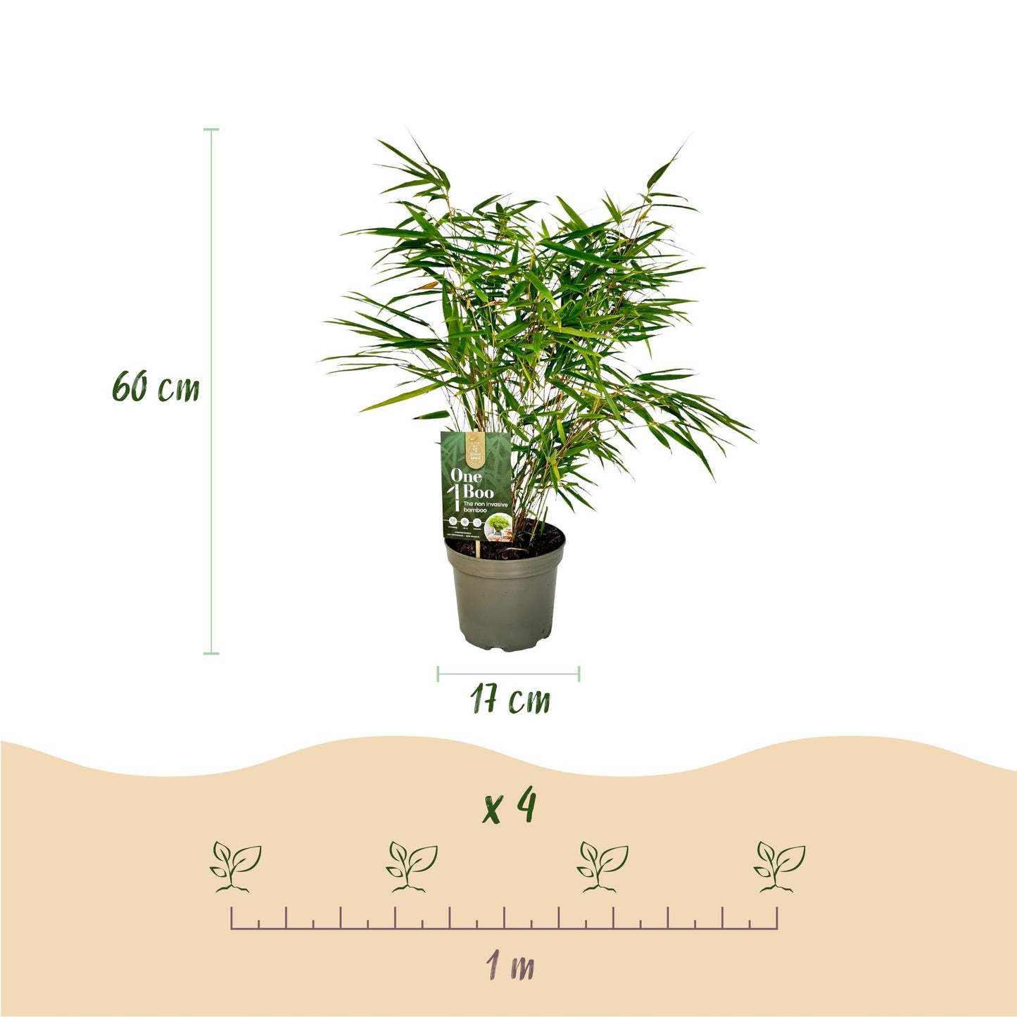 Fargesia rufa bamboe als haagplant of in border