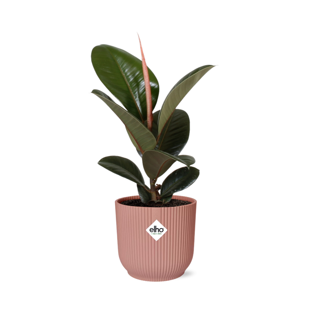 Ficus kamerplant in decoratieve pot – Luchtzuiverende groene plant voor binnen