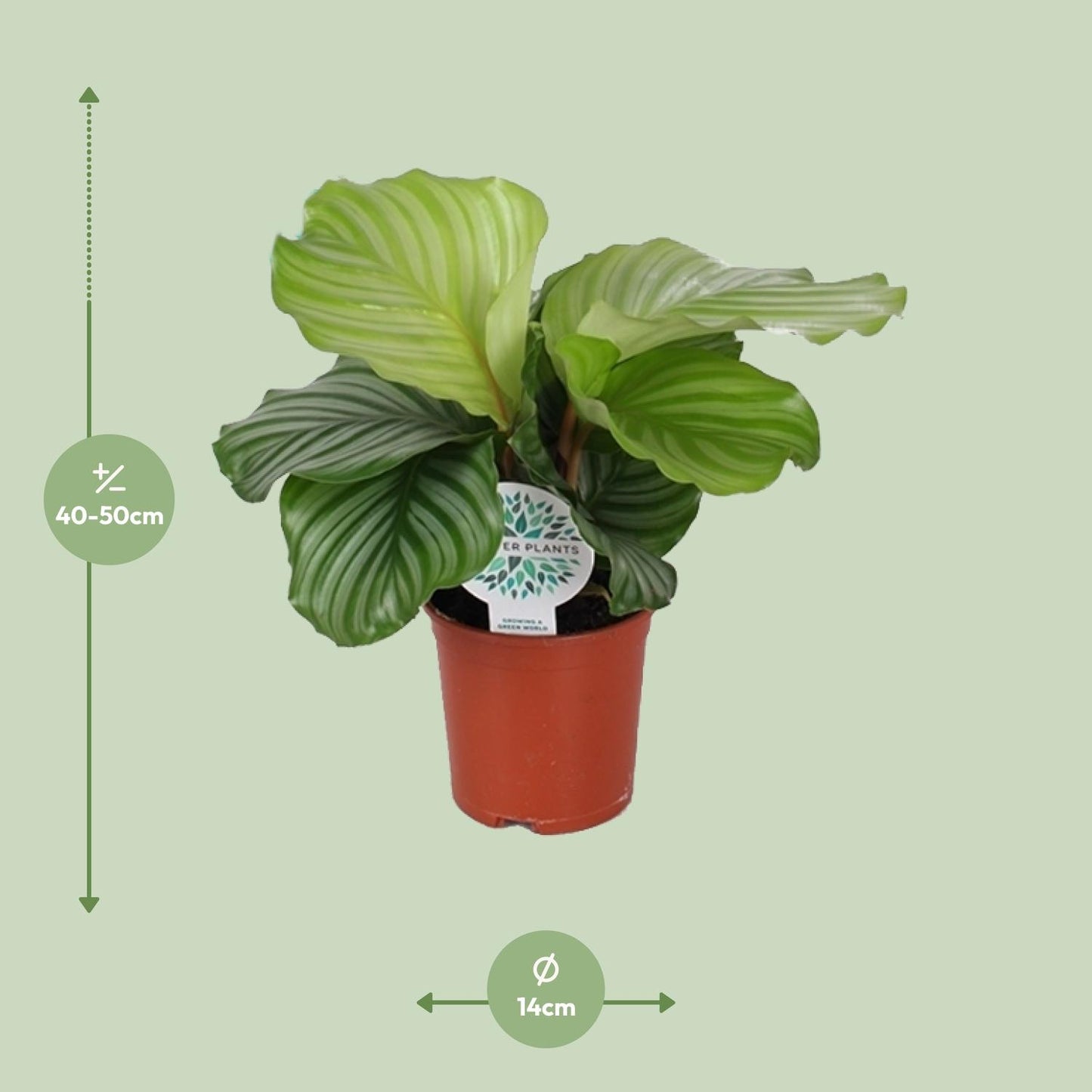 Calathea Orbifolia - Ø14cm - ↕45cm. Pauwenplant.