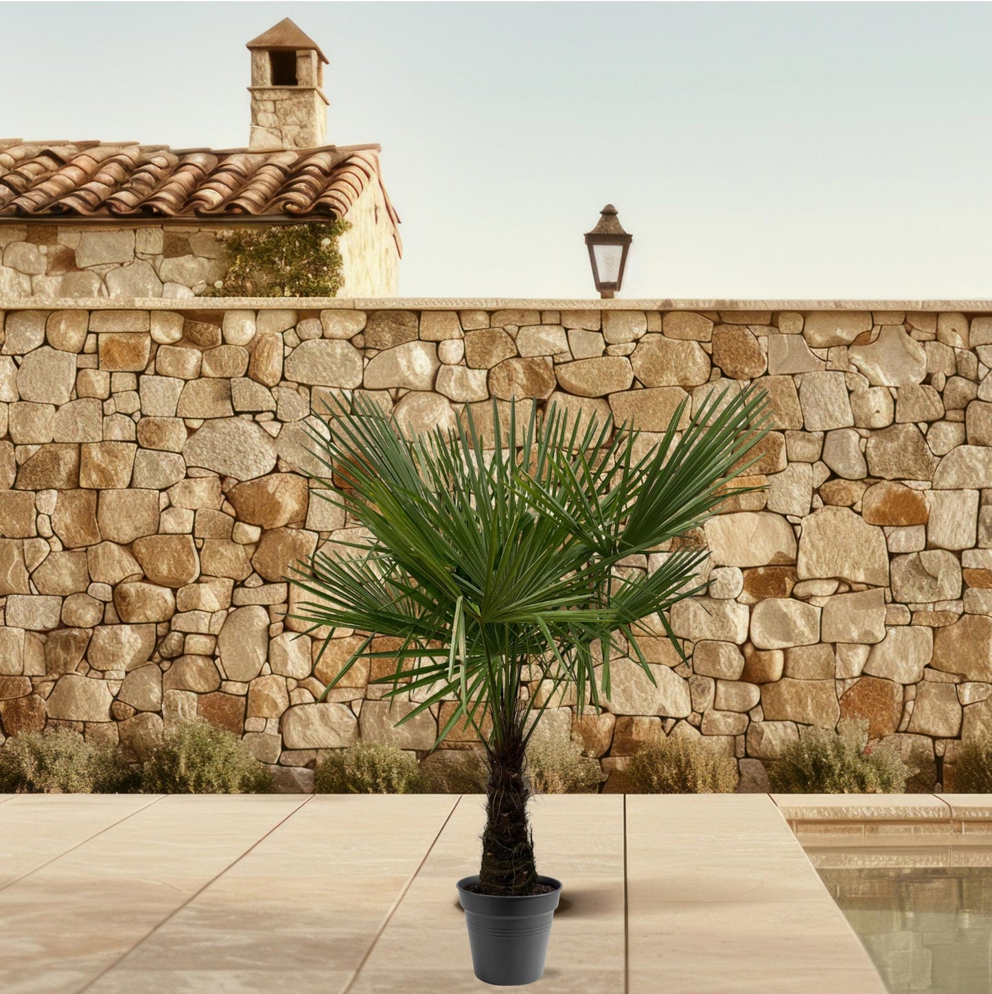 Trachycarpus Fortuneii – Winterharde palmboom van ca. 160–180 cm hoog in pot Ø30 cm, perfect voor tuin, balkon of terras met een exotische uitstraling.