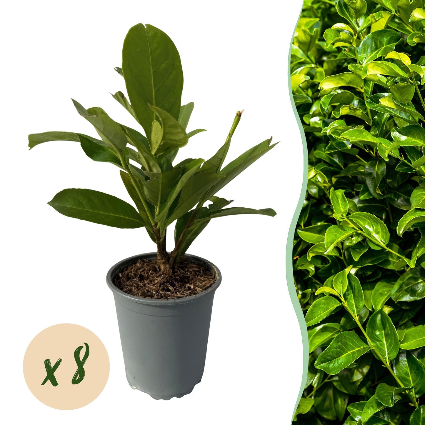 Haagplanten - Prunus laurocerasus Rotundifolia - blad groen - 8 planten - 1 strekkende meter - groenblijvend - pot 9cm hoogte 30-35cm