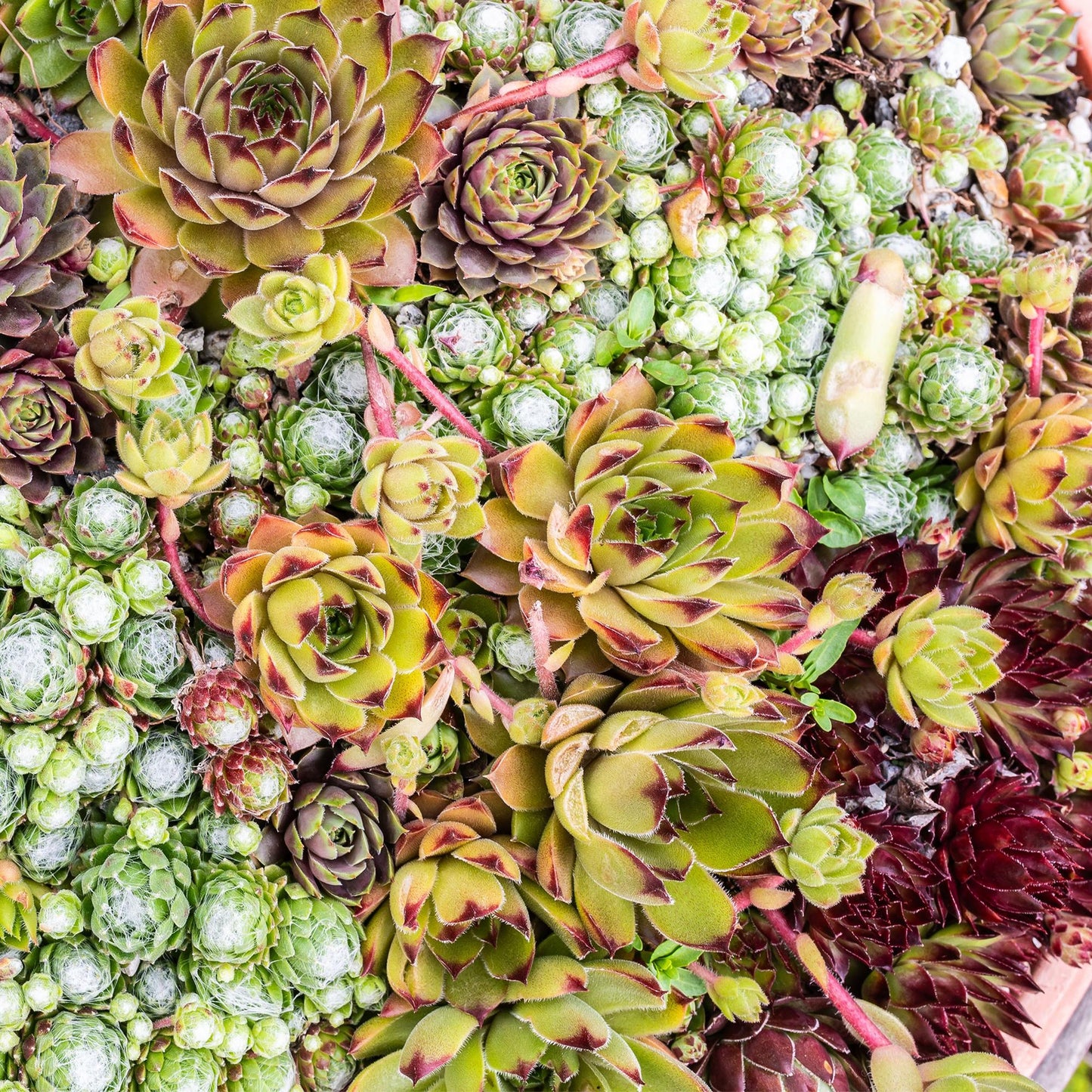 Sempervivum Mix | Buitenplant | Vetkruid