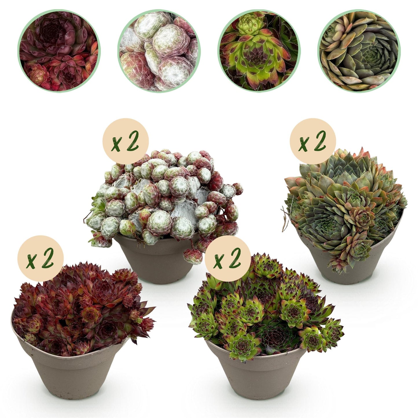 Sempervivum Mix – winterharde bodembedekker met rozetvormige bladeren in groen en purper, 8 planten in pot Ø14 cm, hoogte 17 cm.