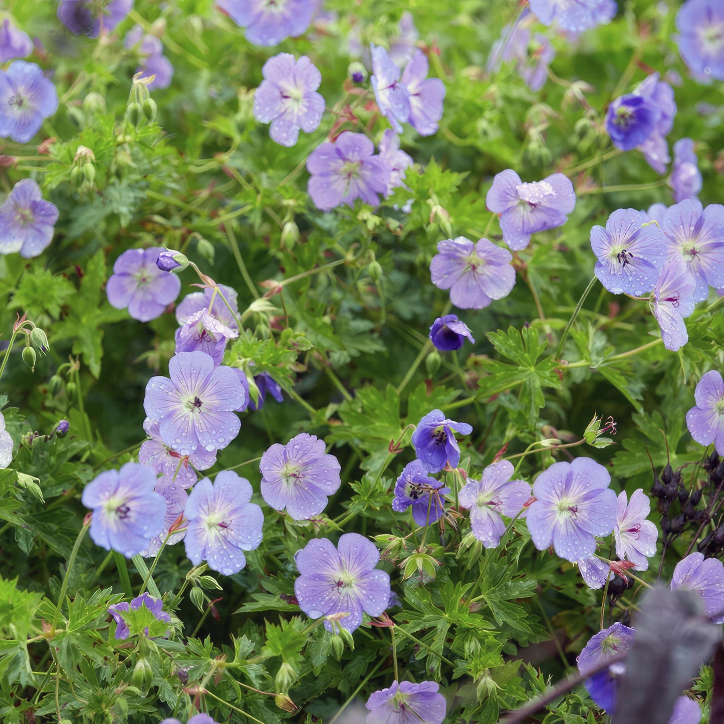 Geranium Rozanne Buitenplant | Ooievaarsbek