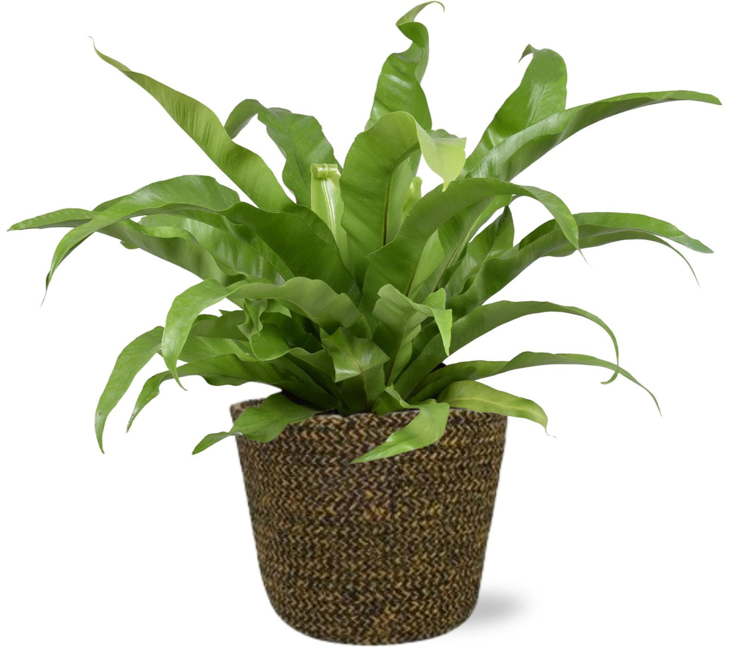 Asplenium antiquum Kamerplant | Japanse Nestvaren