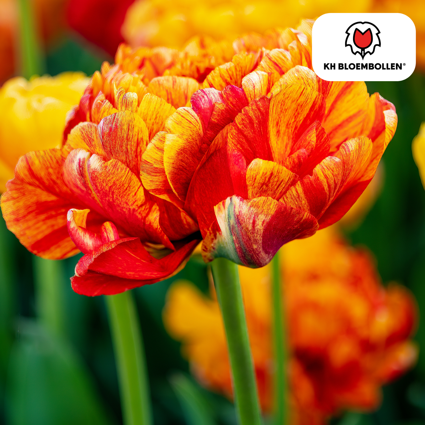 Tulpenbollen Gudoshnik Double – geel oranje rood dubbelbloemig – 20 stuks