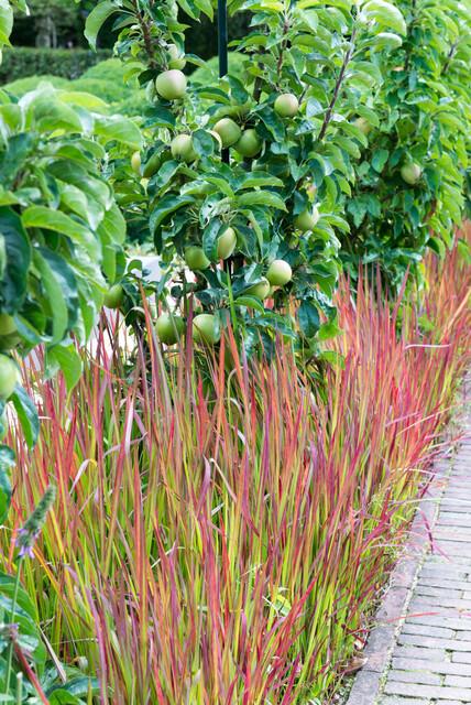 20x Imperata cylindrica 'Red Baron' - ↕10-25cm - Ø9cm